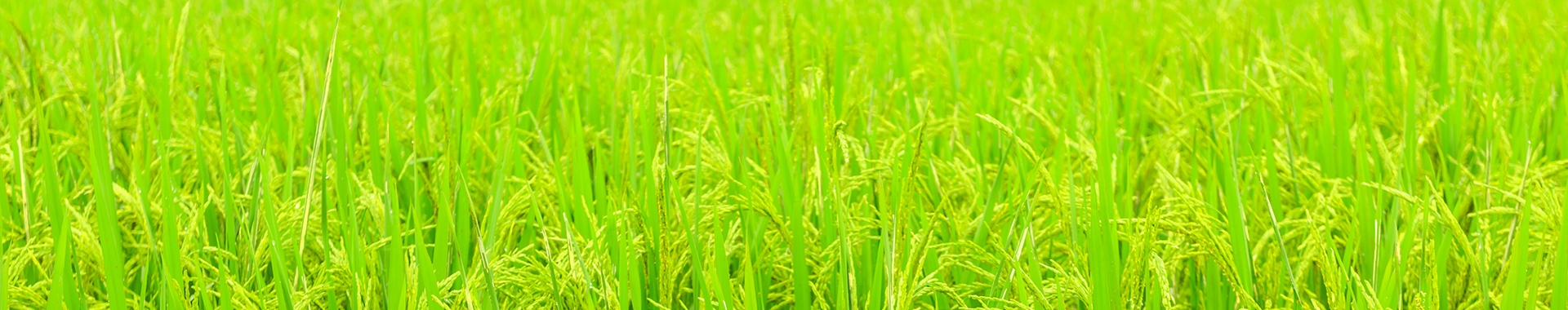 Banner trang con (Mobile)