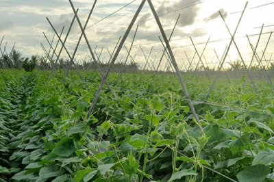 Vai trò và cách sử dụng các loại phân bón trên thị trường