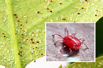 Phòng trừ nhện đỏ hại cây trồng