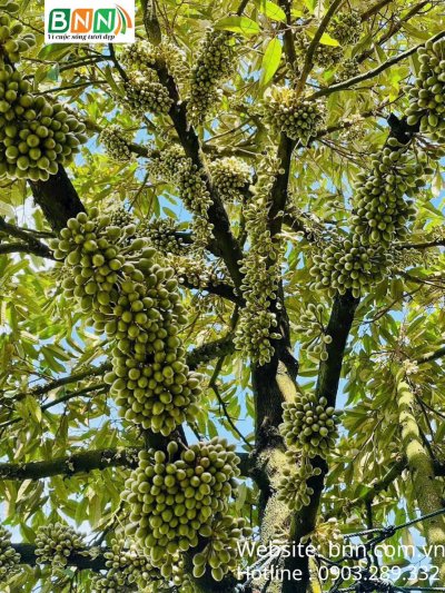 CÂY SẦU RIÊNG GIAI ĐOẠN RA HOA ĐẬU TRÁI