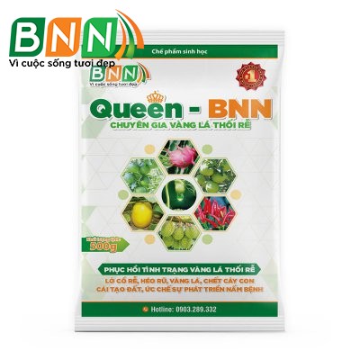 Queen - BNN Chuyên gia vàng lá thối rễ