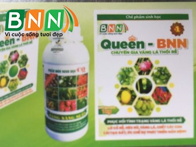 Queen BNN chuyên phục hồi vàng lá thối rễ