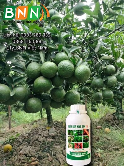 Chế phẩm sinh học 13