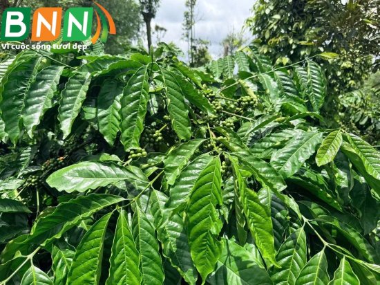 BNN về thăm vườn cà phê tại Tây Nguyên