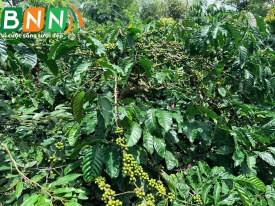 BNN về thăm vườn cà phê tại Tây Nguyên