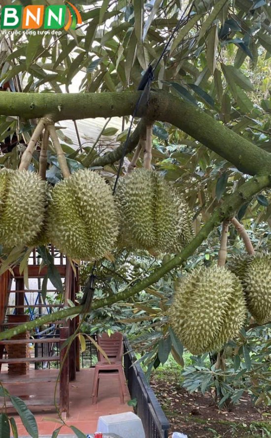 BNN về thăm vườn sầu riêng ở Tây Nguyên