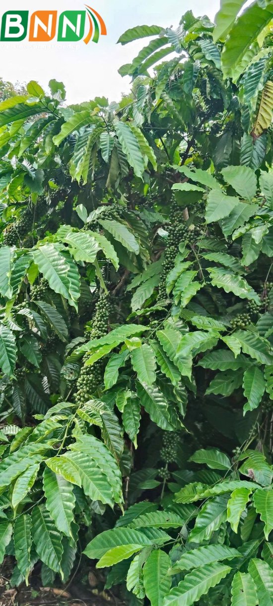 Cây cà phê