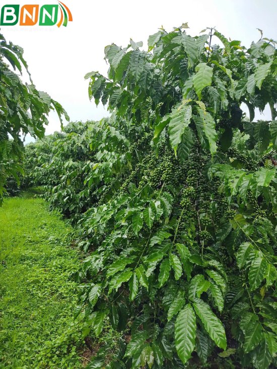 Cây cà phê