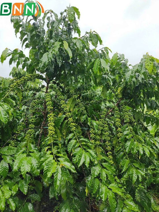Cây cà phê