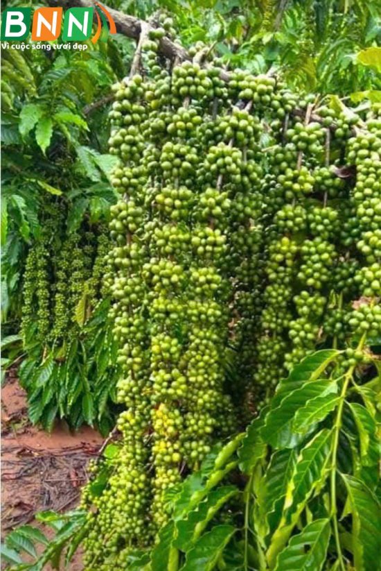 Cây cà phê