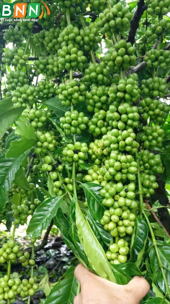 Cây cà phê