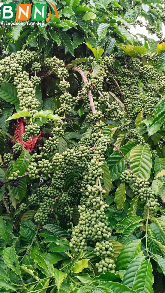 Cây cà phê