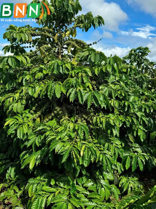 Cây cà phê