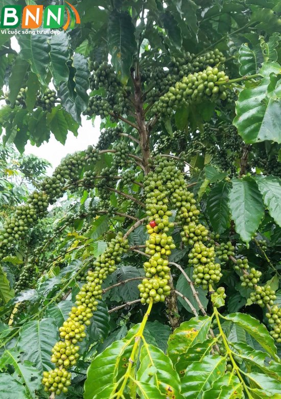 Cây cà phê