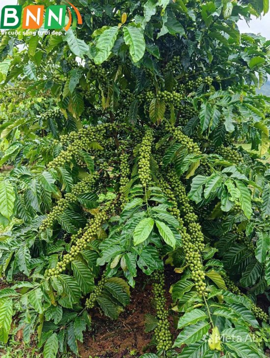Cây cà phê