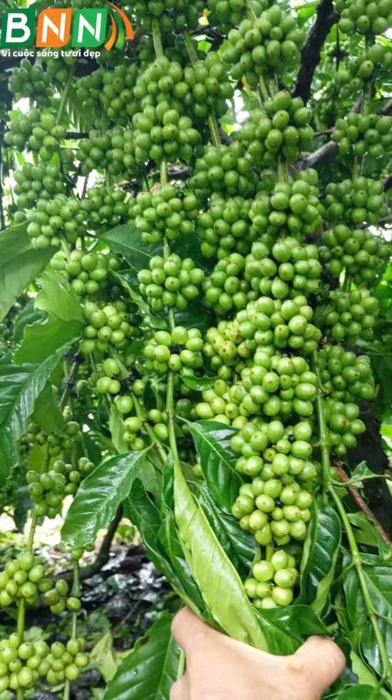 Cây cà phê