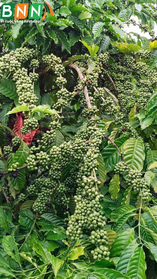 Cây cà phê