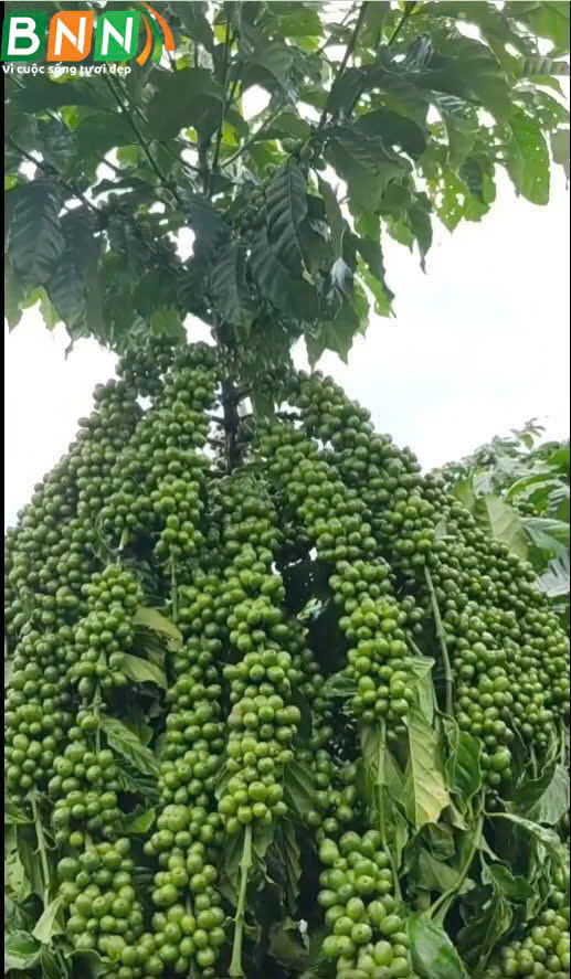 Cây cà phê