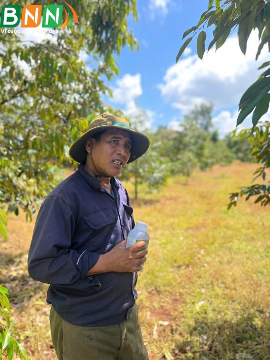 Cây sầu riêng