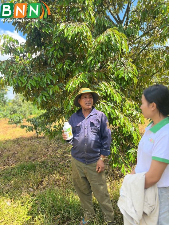 Cây sầu riêng