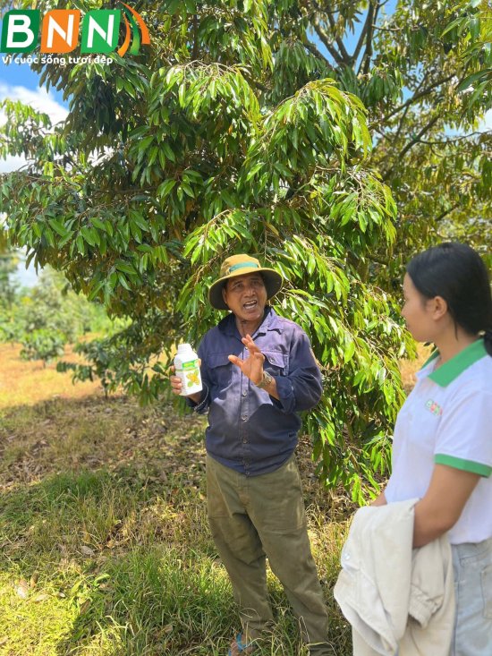Cây sầu riêng