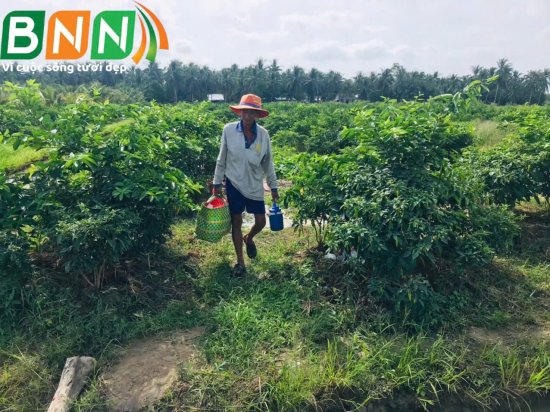BNN về thăm vườn sầu riêng