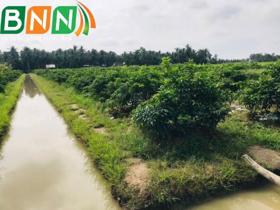 BNN về thăm vườn sầu riêng