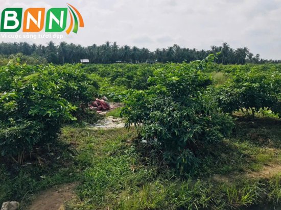BNN về thăm vườn sầu riêng