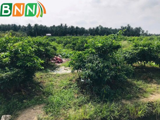 BNN về thăm vườn sầu riêng
