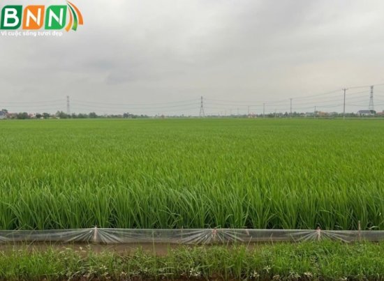 OGRANIC RQ giúp cây lúa cứng cây, rễ bám sâu, chắc khỏe, để nhánh nhiều, khoẻ nhánh, nhánh mập,  BNN - Đồng Hành Cùng Nhà Nông!
