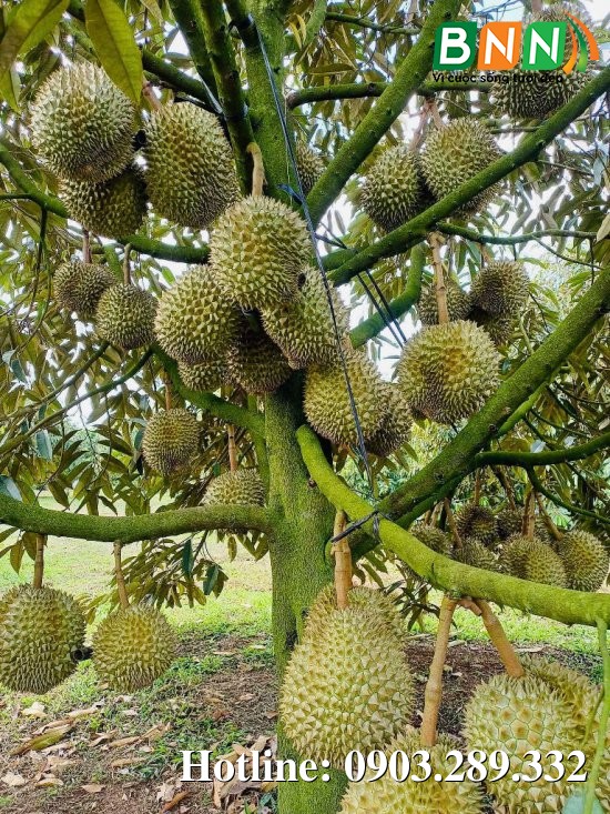 Cây sầu riêng 11