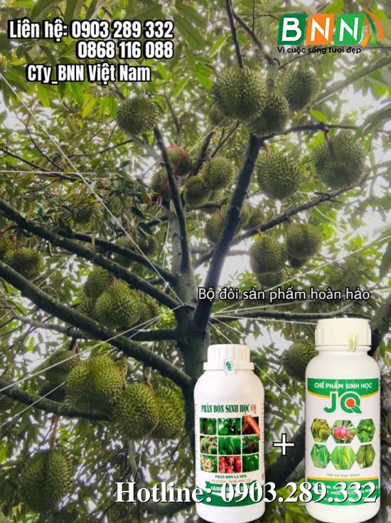 Cây sầu riêng 10