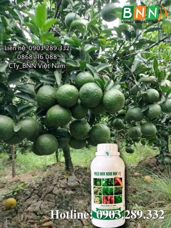 Hình ảnh cây trồng 4