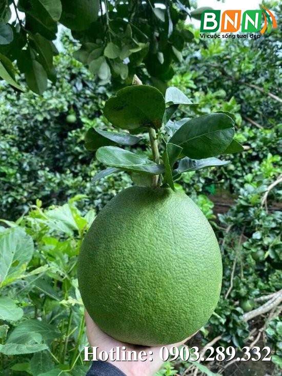 Hình ảnh cây trồng 8