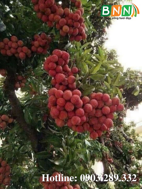 Hình ảnh cây trồng 6