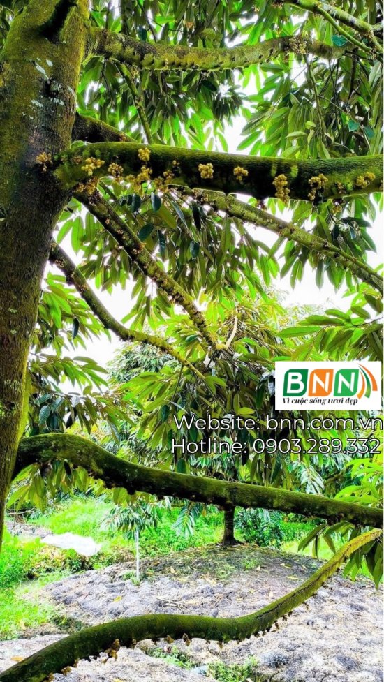 Cây Sầu Riêng Thời Điểm Mắt Cua