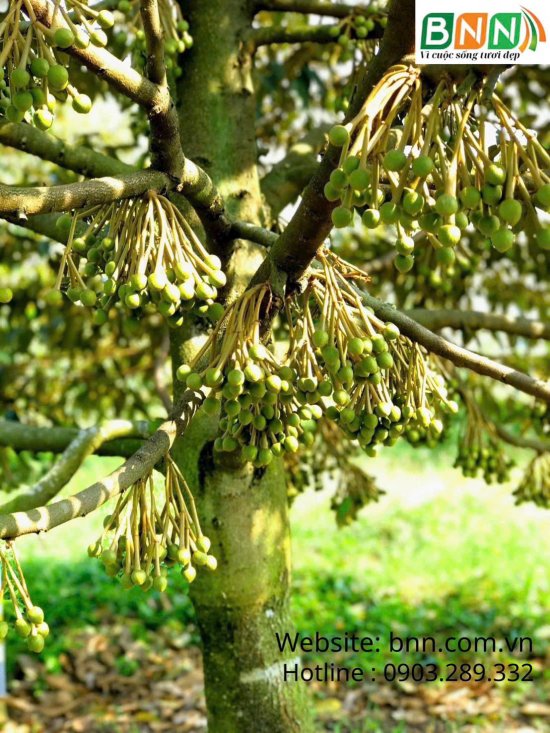 Cây sầu riêng giai đoạn ra hoa