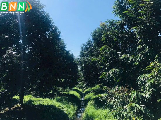 Giải pháp cải tạo đất cho câu sầu riêng