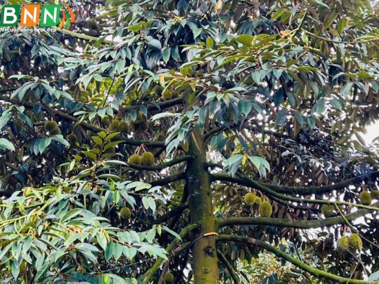 Giải pháp đỉnh cao nuôi trái sầu riêng