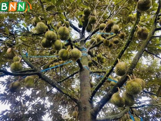 Giải pháp đỉnh cao nuôi trái sầu riêng