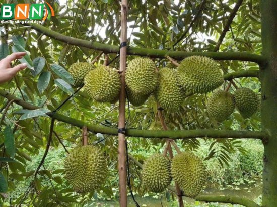 Giải pháp đỉnh cao nuôi trái sầu riêng